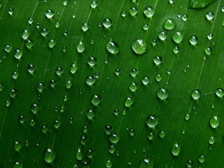 Fototapeta na wymiar macro water droplets on banana leaf