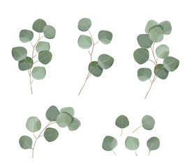 silver dollar eucaliptus leaves set. natural branches, greenery vector illustration