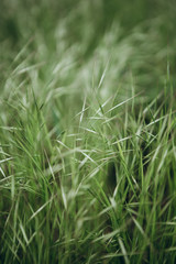 Close picture of the green grass that came along and leaned from a strong wind before a thunderstorm