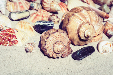 Seashells and stones on the sand, summer beach background travel concept with copy space for text.