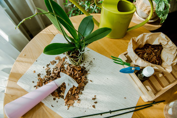 Orchids Phalaenopsis. Transplant orchids. Healthy plant roots.