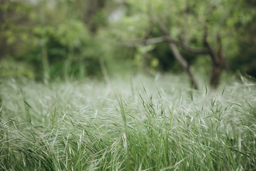 Close picture of the green grass that came along and leaned from a strong wind before a thunderstorm