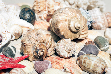 Seashells, sea stars and stones on the sand, summer beach background travel concept with copy space for text.
