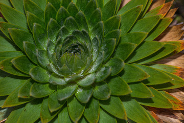 Frailejón recogiendo agua de las nubes