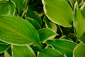 Naklejka na ściany i meble selective focus, green leaves, plant, texture background