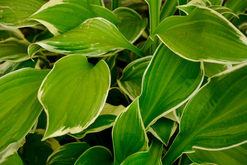Naklejka na ściany i meble selective focus, green leaves, plant, texture background