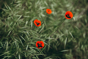 single poppy flowers that wildly grow in a wild field among the green grass as a symbol of the fallen warriors during the Second World War