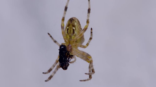 A macro shot of araneus diadematus  or European garden spider eating a fly in her web. The hairy spider sucks the life out of it's prey. Bottom view.