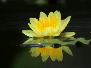 Obrazy na Szkle  żółty lotos kwitnący na wodzie w stawie
