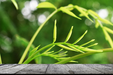 green leaf in the garden