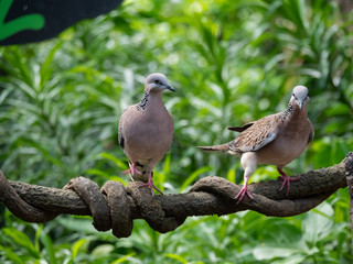 Spotted Necked Dove in Singapore
