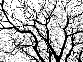 branch of tree silhouette
