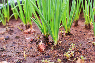 young sprouts in soil