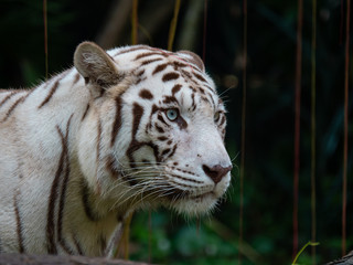 White Siberian Tiger in Captivity