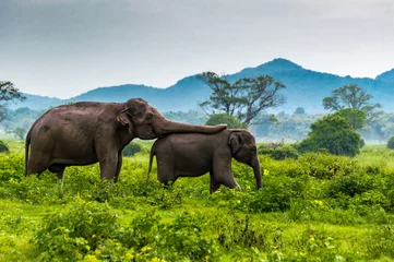 Wandaufkleber Elefanten, Minneriya-Nationalpark, Sri Lanka. © Alberto