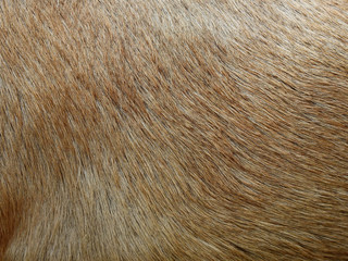 hair of goat texture