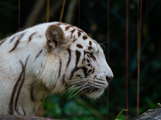 White Siberian Tiger in Captivity