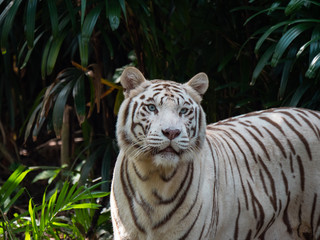 White Siberian Tiger in Captivity