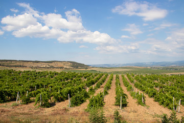 Fototapeta na wymiar Vineyards in the lowlands of the mountain. Crimean vineyards. Crimea. Summer landscape. Background vineyards and mountains. Background summer mountain landscape