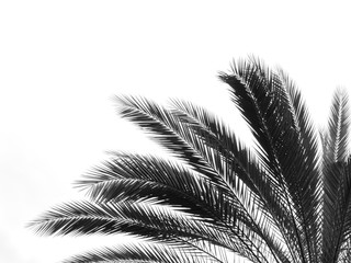 palm leaf silhouette on white background