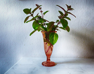 Twigs of African blue basil in antique glass vase on white background