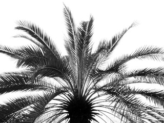 silhouette palm leaf on white background