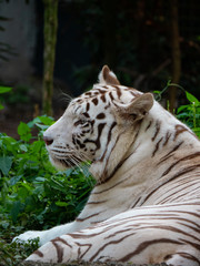 White Siberian Tiger in Captivity