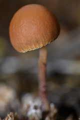 hongo solitario
