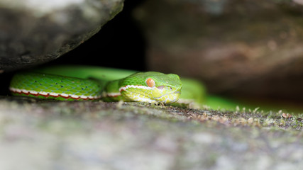 Close up of bamboo viper (Trimeresurus stejnegeri), hide in rocks, green bamboo snake, very venomous and endemic in Asia.