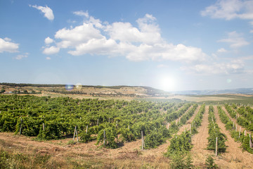 Vineyards in the lowlands of the mountain. Crimean vineyards. Crimea. Summer landscape. Background vineyards and mountains. Background summer mountain landscape