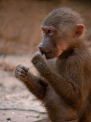 Hamadryas Baboon Old World Monkey