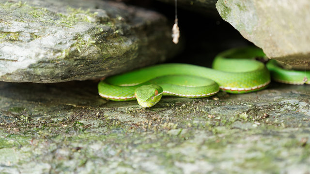 Close up of bamboo viper (Trimeresurus stejnegeri), hide in rocks, green bamboo snake, very venomous and endemic in Asia.
