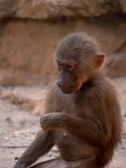 Hamadryas Baboon Old World Monkey