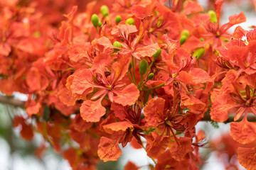 Blossom Royal Poinciana or Flamboyant (Delonix regia) flowers