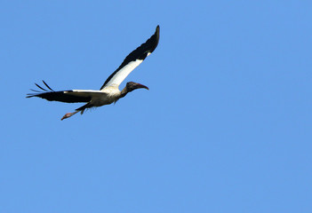 A wood stork flying against a blue sky