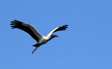 A wood stork flying against a blue sky