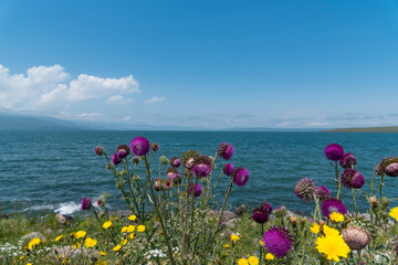 Colorful flowers on the bokeh blue sea background.