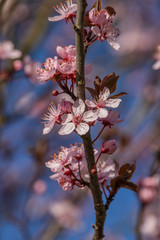 Blüten-Blutpflaume