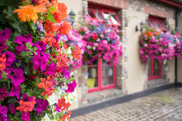 Fototapeta na wymiar Ornamental Street Flowers - Dublin Ireland