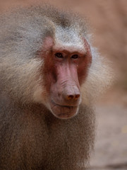 Hamadryas Baboon Old World Monkey