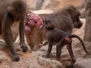 Hamadryas Baboon Old World Monkey