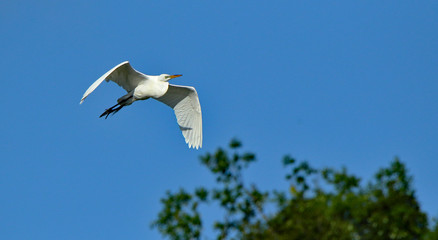 One Great egret gliding with a blue sky as background