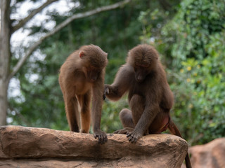 Hamadryas Baboon Old World Monkey