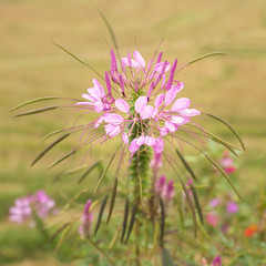 Wild Flower @ ChiangMai, Thailand