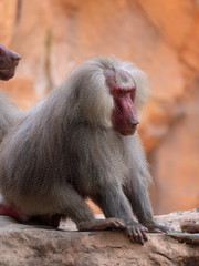 Hamadryas Baboon Old World Monkey