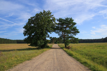 Fototapeta premium Hiking Trail in Müritz National Park, Entrance Federow, Germany