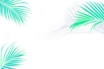 Summer and Spring tropical palm leaves on white background with a blank space for text, stylized image. Travel vacation concept. Summer background. Road frame set. Flat lay, top view.