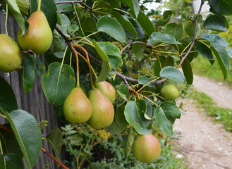 sweet ripe pears ripened on a tree in the garden