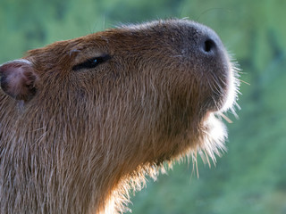 Capybara the largest rodent in the world