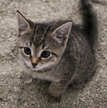 beautiful small gray kitten is sitting in the sand in the cat toilett and looking up